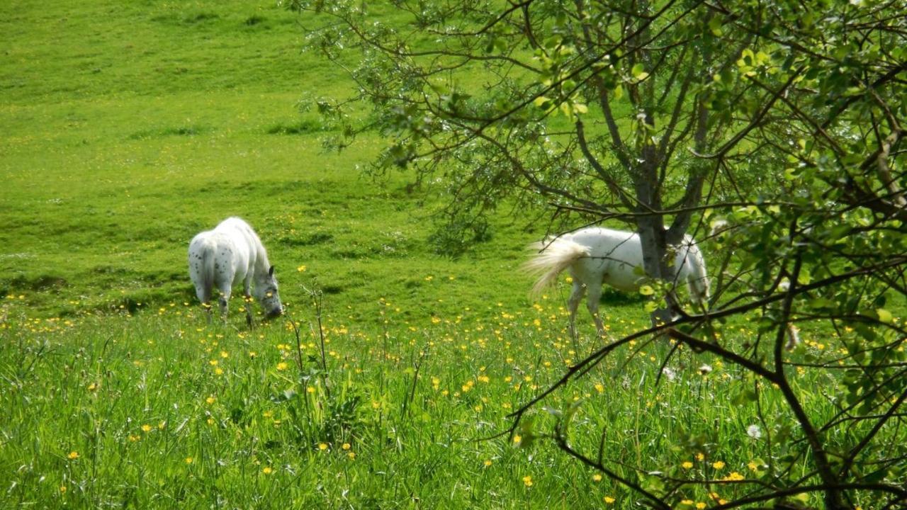 Appaloosa Lormes Exterior foto