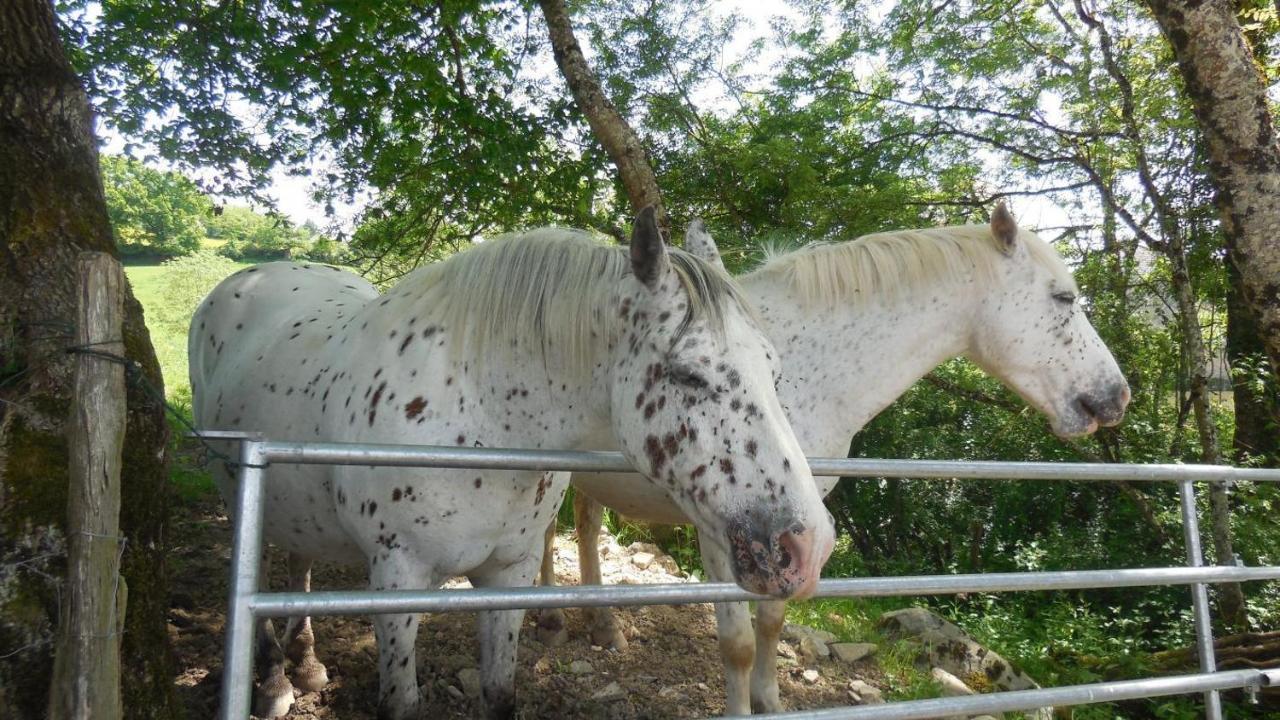 Appaloosa Lormes Exterior foto
